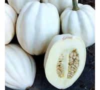 White Acorn Squash - Creamy Healthy Low-Calorie High-Fibre Productive Vigorous - Thompson & Morgan