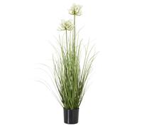 White Agapanthus Plant In Pot
