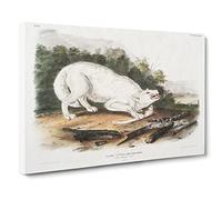 White American Wolf By John Woodhouse Audubon Canvas Print | Gallery Wrapped 30mm Frame Wall Art | 30x20 inches | Ready to Hang | Retro Animals Picture | Living Room Bedroom Lounge Office