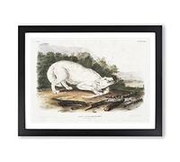 White American Wolf By John Woodhouse Audubon Vintage Framed Print | A4 Black Framed Wall Art | Ready to Hang | Classic Animal Picture | Living Room Bedroom Lounge Office