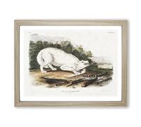 White American Wolf By John Woodhouse Audubon Vintage Framed Print | A4 Oak Framed Wall Art | Ready to Hang | Classic Animal Picture | Living Room Bedroom Lounge Office