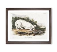 White American Wolf By John Woodhouse Audubon Vintage Framed Print | A4 Walnut Framed Wall Art | Ready to Hang | Classic Animal Picture | Living Room Bedroom Lounge Office