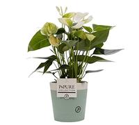 White Anthurium With Pot, Houseplant Real Indoor Plant for Office, Home, Bedroom, Kitchen and Living Room, Perfect for Clean Air, Delivered Next Day