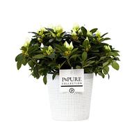 White Azalea (Rhododendron) With Pot, Houseplant Real Indoor Plant for Office, Home, Bedroom, Kitchen and Living Room, Perfect for Clean Air, Delivered Next Day