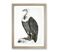White Backed Vulture By John Edward Gray Vintage Framed Print | A3 Oak Framed Wall Art | Ready to Hang | Classic Nature Picture | Living Room Bedroom Lounge Office
