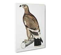 White Banded Eagle By John Edward Gray Canvas Print | Gallery Wrapped 30mm Frame Wall Art | 20x14 inches | Ready to Hang | Retro Animals Picture | Living Room Bedroom Lounge Office