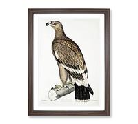 White Banded Eagle By John Edward Gray Vintage Framed Print | A4 Walnut Framed Wall Art | Ready to Hang | Classic Animal Picture | Living Room Bedroom Lounge Office