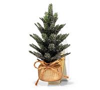 White Barn BBW Bath and Body Works Cozy Pine Tree Wallflowers Fragrance Plug