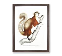 White Bellied Flying Squirrel Illustration By John Edward Gray Vintage Framed Wall Art Print, Ready to Hang Picture for Living Room Bedroom Home Office Décor, Walnut A4 (34 x 25 cm)