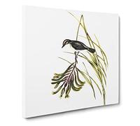 White bellied Robin Bird by Elizabeth Gould Canvas Print | Gallery Wrapped 30mm Frame Wall Art | 14x14 inches | Ready to Hang | Retro Animals Picture | Living Room Bedroom Lounge Office