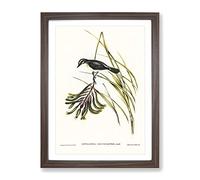 White Bellied Robin Bird By Elizabeth Gould Vintage Framed Wall Art Print, Ready to Hang Picture for Living Room Bedroom Home Office Décor, Walnut A2 (64 x 46 cm)