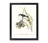 White Bellied Robin Bird By Elizabeth Gould Vintage Framed Wall Art Print, Ready to Hang Picture for Living Room Bedroom Home Office Décor, Black A3 (34 x 46 cm)