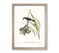 White Bellied Robin Bird By Elizabeth Gould Vintage Framed Wall Art Print, Ready to Hang Picture for Living Room Bedroom Home Office Décor, Oak A2 (64 x 46 cm)