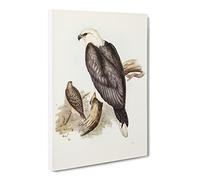 White Bellied Sea Eagle Bird By Elizabeth Gould Canvas Print | Gallery Wrapped 30mm Frame Wall Art | 20x14 inches | Ready to Hang | Coastal Animals Picture | Living Room Bedroom Lounge Office