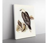 White Bellied Sea Eagle Bird By Elizabeth Gould Vintage Canvas Wall Art Print Ready to Hang, Framed Picture for Living Room Bedroom Home Office Décor, 50x35 cm (20x14 Inch)
