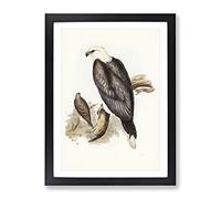 White Bellied Sea Eagle Bird By Elizabeth Gould Vintage Framed Wall Art Print, Ready to Hang Picture for Living Room Bedroom Home Office Décor, Black A4 (34 x 25 cm)