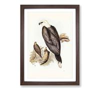 White-Bellied Sea Eagle by Elizabeth Gould Framed Print | A2 Walnut Framed Wall Art | Ready to Hang | Modern Animal Picture | Living Room Bedroom Lounge Office