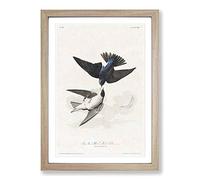 White-Bellied Swallow by John James Audubon Framed Print | A2 Oak Framed Wall Art | Ready to Hang | Modern Nature Picture | Living Room Bedroom Lounge Office