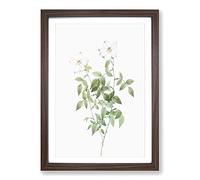 White Blooming Roses by Pierre-Joseph Redoute Framed Print | A2 Walnut Framed Wall Art | Ready to Hang | Modern Nature Picture | Living Room Bedroom Lounge Office