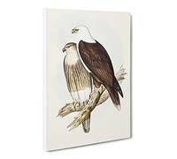 White Breasted Sea Eagle Birds By Elizabeth Gould Canvas Print | Gallery Wrapped 30mm Frame Wall Art | 20x14 inches | Ready to Hang | Coastal Animals Picture | Living Room Bedroom Lounge Office