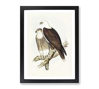 White Breasted Sea Eagle Birds By Elizabeth Gould Vintage Framed Print | A4 Black Framed Wall Art | Ready to Hang | Classic Animal Picture | Living Room Bedroom Lounge Office