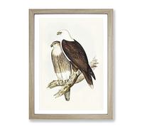 White Breasted Sea Eagle Birds By Elizabeth Gould Vintage Framed Print | A4 Oak Framed Wall Art | Ready to Hang | Classic Animal Picture | Living Room Bedroom Lounge Office