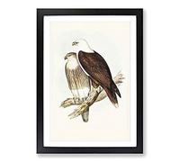 White-Breasted Sea Eagles by Elizabeth Gould Framed Print | A2 Black Framed Wall Art | Ready to Hang | Modern Animal Picture | Living Room Bedroom Lounge Office