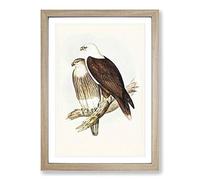 White-Breasted Sea Eagles by Elizabeth Gould Framed Print | A2 Oak Framed Wall Art | Ready to Hang | Modern Animal Picture | Living Room Bedroom Lounge Office