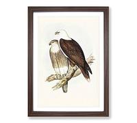 White-Breasted Sea Eagles by Elizabeth Gould Framed Print | A2 Walnut Framed Wall Art | Ready to Hang | Modern Animal Picture | Living Room Bedroom Lounge Office