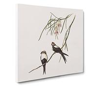 White breasted Swallows Bird by Elizabeth Gould Canvas Print | Gallery Wrapped 30mm Frame Wall Art | 20x20 inches | Ready to Hang | Retro Animals Picture | Living Room Bedroom Lounge Office