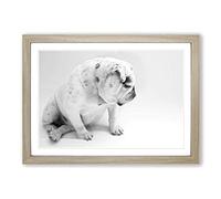 White British Bulldog Dog (2) Framed Print | A2 Oak Framed Wall Art | Ready to Hang | Modern Flag Picture | Living Room Bedroom Lounge Office