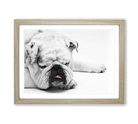 White British Bulldog Dog Framed Wall Art Print A3 Oak