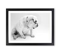 White British Bulldog Dog No.2 Modern Framed Wall Art Print, Ready to Hang Picture for Living Room Bedroom Home Office Décor, Black A2 (64 x 46 cm)