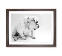 White British Bulldog Dog No.2 Modern Framed Wall Art Print, Ready to Hang Picture for Living Room Bedroom Home Office Décor, Walnut A2 (64 x 46 cm)