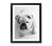 White British Bulldog No.3 Modern Framed Wall Art Print, Ready to Hang Picture for Living Room Bedroom Home Office Décor, Black A3 (34 x 46 cm)