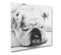 White British Bulldog Vol.2 Canvas Print | Gallery Wrapped 30mm Frame Wall Art | 20x20 inches | Ready to Hang | Modern Animal Picture | Living Room Bedroom Lounge Office