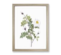 White Burnet Roses By Pierre Joseph Redoute Vintage Framed Print | A2 Oak Framed Wall Art | Ready to Hang | Classic Nature Picture | Living Room Bedroom Lounge Office