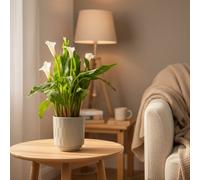 White Calla Lily Plant - Elegant Blooms By Luxe Leaf Plants, Fresh Flower Gift For Home & Garden Decor