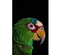 White-capped Amazon Parrot-8000-Piece Puzzle Game for Adults, Family Education, Intellectual Development, Stress Relief 14 years+