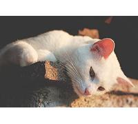White Cat Pattern Puzzle,Adult Puzzle,Paper Puzzle,1000 Piece Puzzle for Adults26x38cm
