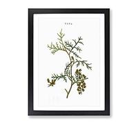White Cedar Tree Branch By Pierre Joseph Redoute Vintage Framed Wall Art Print, Ready to Hang Picture for Living Room Bedroom Home Office Décor, Black A3 (34 x 46 cm)