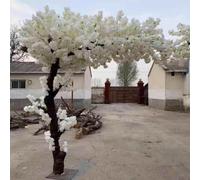 White Cherry Blossom Tree Real Wood Stems - Stunning Artificial Replica, Artificial Cherry Blossom Flowers Artificial Cherry Blossom Tree White Flowers,Extended-1.2x0.8m/3.9x2.6ft