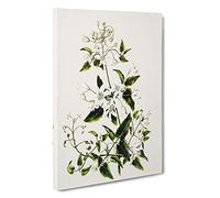 White Clematis Flowers by Sarah Featon Canvas Print | Gallery Wrapped 30mm Frame Wall Art | 30x20 inches | Ready to Hang | Modern Floral Picture | Living Room Bedroom Lounge Office