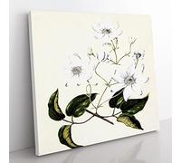White Clematis Flowers by Sarah Featon Vintage Canvas Wall Art Print Ready to Hang, Framed Picture for Living Room Bedroom Home Office Décor, 50x50 cm (20x20 Inch)