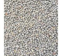 White Clover Seed 100g Green Manure CSH