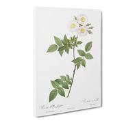 White Collina Rose By Pierre Joseph Redoute Canvas Print | Gallery Wrapped 30mm Frame Wall Art | 20x14 inches | Ready to Hang | Retro Floral Picture | Living Room Bedroom Lounge Office