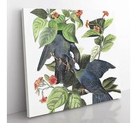 White crowned Pigeons Bird by John James Audubon Vintage Canvas Wall Art Print Ready to Hang, Framed Picture for Living Room Bedroom Home Office Décor, 50x50 cm (20x20 Inch)