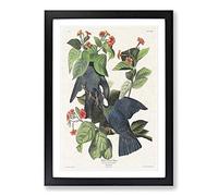 White-Crowned Pigeons by John James Audubon Framed Print | A2 Black Framed Wall Art | Ready to Hang | Modern Animal Picture | Living Room Bedroom Lounge Office