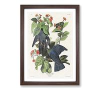 White-Crowned Pigeons by John James Audubon Framed Print | A2 Walnut Framed Wall Art | Ready to Hang | Modern Animal Picture | Living Room Bedroom Lounge Office