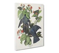 White Crowned Pigeons By John James Audubon Vintage Canvas Wall Art Print Ready to Hang, Framed Picture for Living Room Bedroom Home Office Décor, 30x20 Inch (76x50 cm)